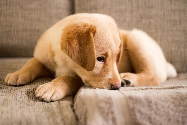 Como socializar um filhote de cachorro na quarentena