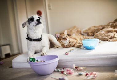 Como saber se cachorros e gatos podem se dar bem?