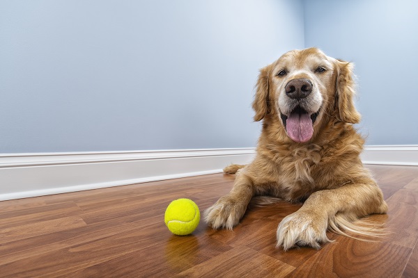 Você pode – e deve – ensinar novos truque para um cão idoso