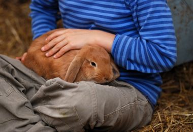 Cinco motivos para ter um coelho como pet