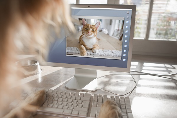 Imagem de um gato laranja na tela do computador
