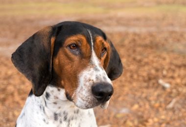 Conheça as principais raças de cães farejadores