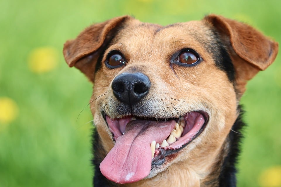 Um cãozinho com a língua para fora e