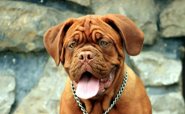 Dogue de Bordeaux
