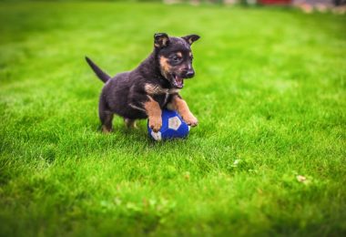 O que você precisa saber sobre a socialização de cães