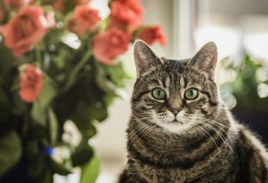 Estudo revela que tutores de gato podem ser mais resistentes a Covid-19