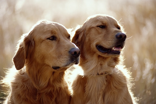 Raças de cães que podem facilmente ser confundidas entre si