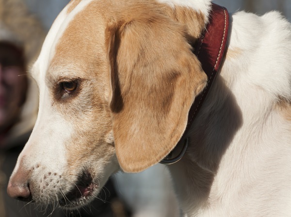 cães farejadores conheça as principais raças petlove