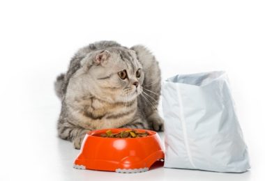 Como saber a validade de uma ração de gato?