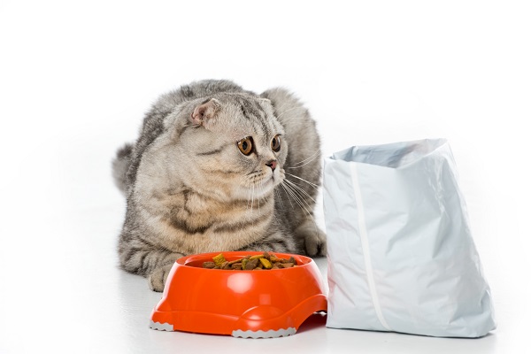 Como saber a validade de uma ração de gato?