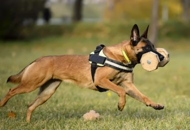 Cinco raças de cães policiais