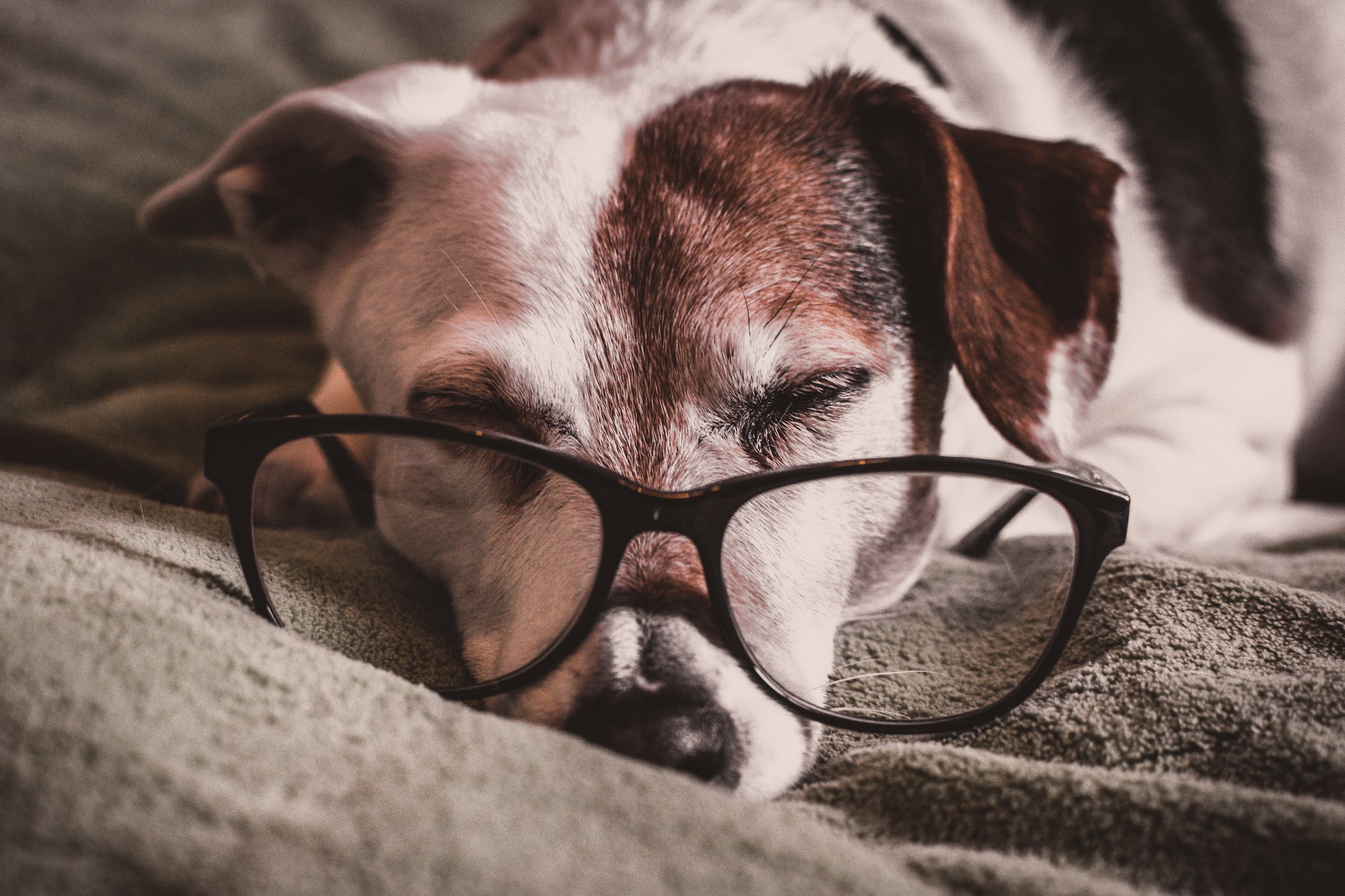 Como calcular a idade de cachorro em anos humanos?