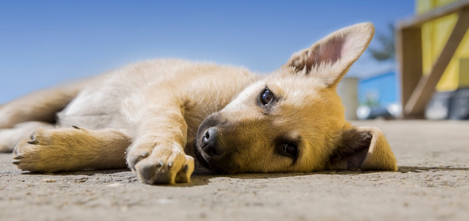 ONG de animais: conheça as maiores ongs do Brasil