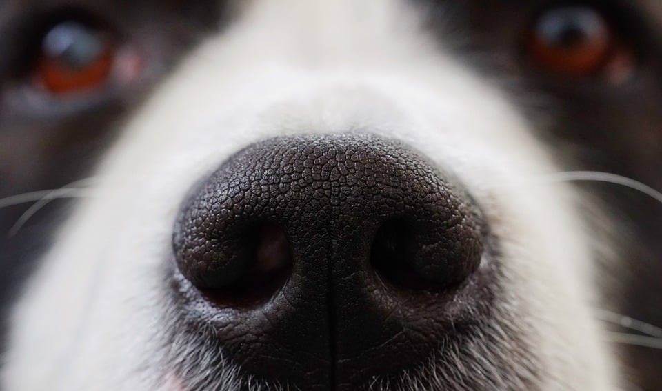 Focinho de cachorro: dicas e cuidados
