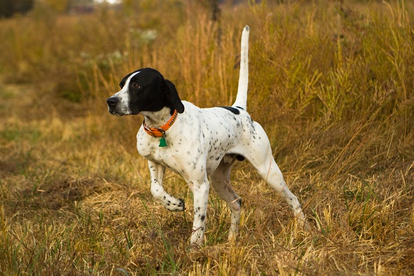 Cão de caça: conheça 20 raças de cães caçadores!