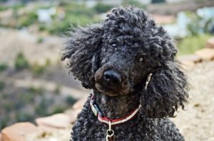 cachorro preto olhando diretamente para a câmera