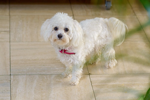 Poodle branco