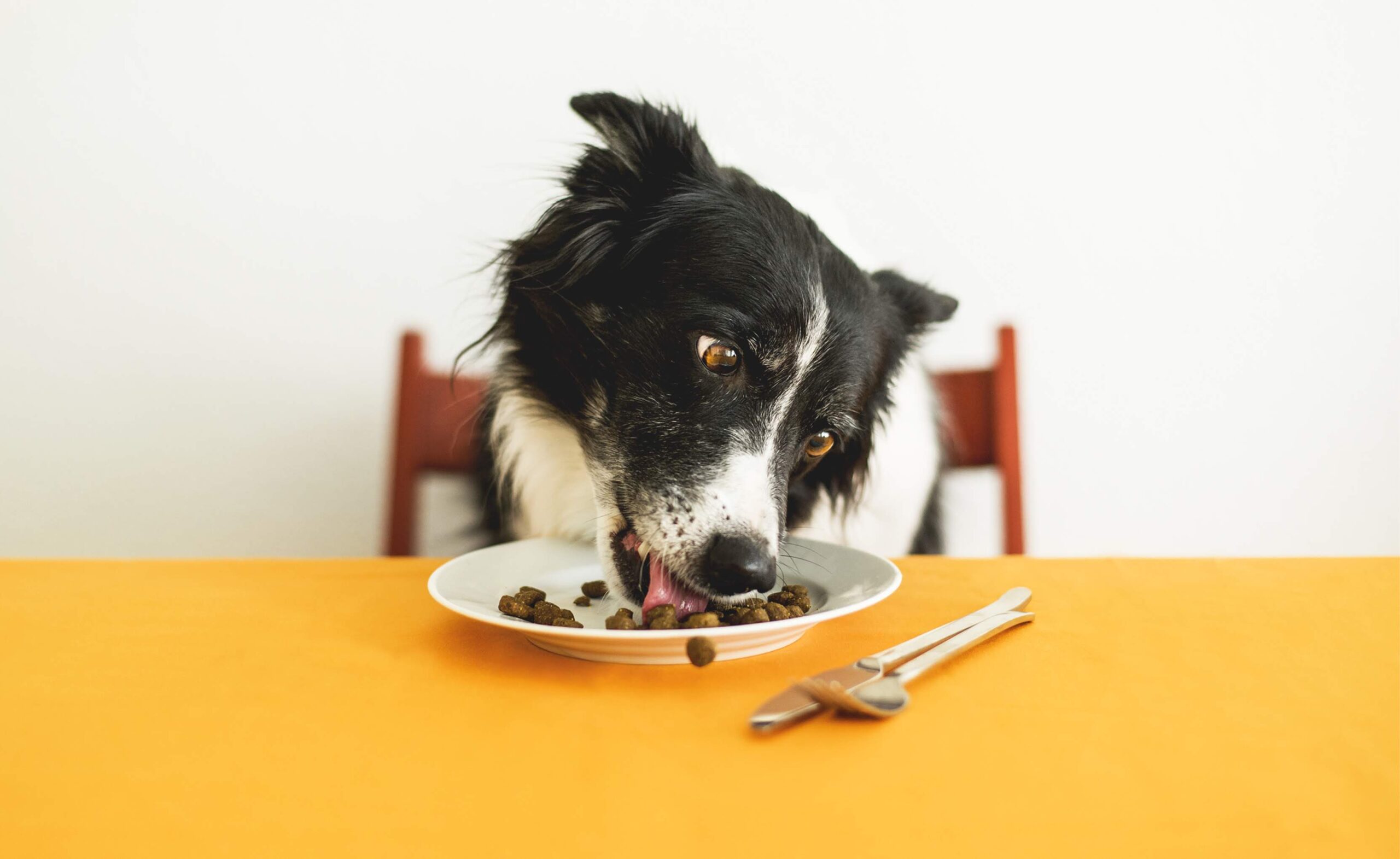 Receita de Hambúrguer para cachorro