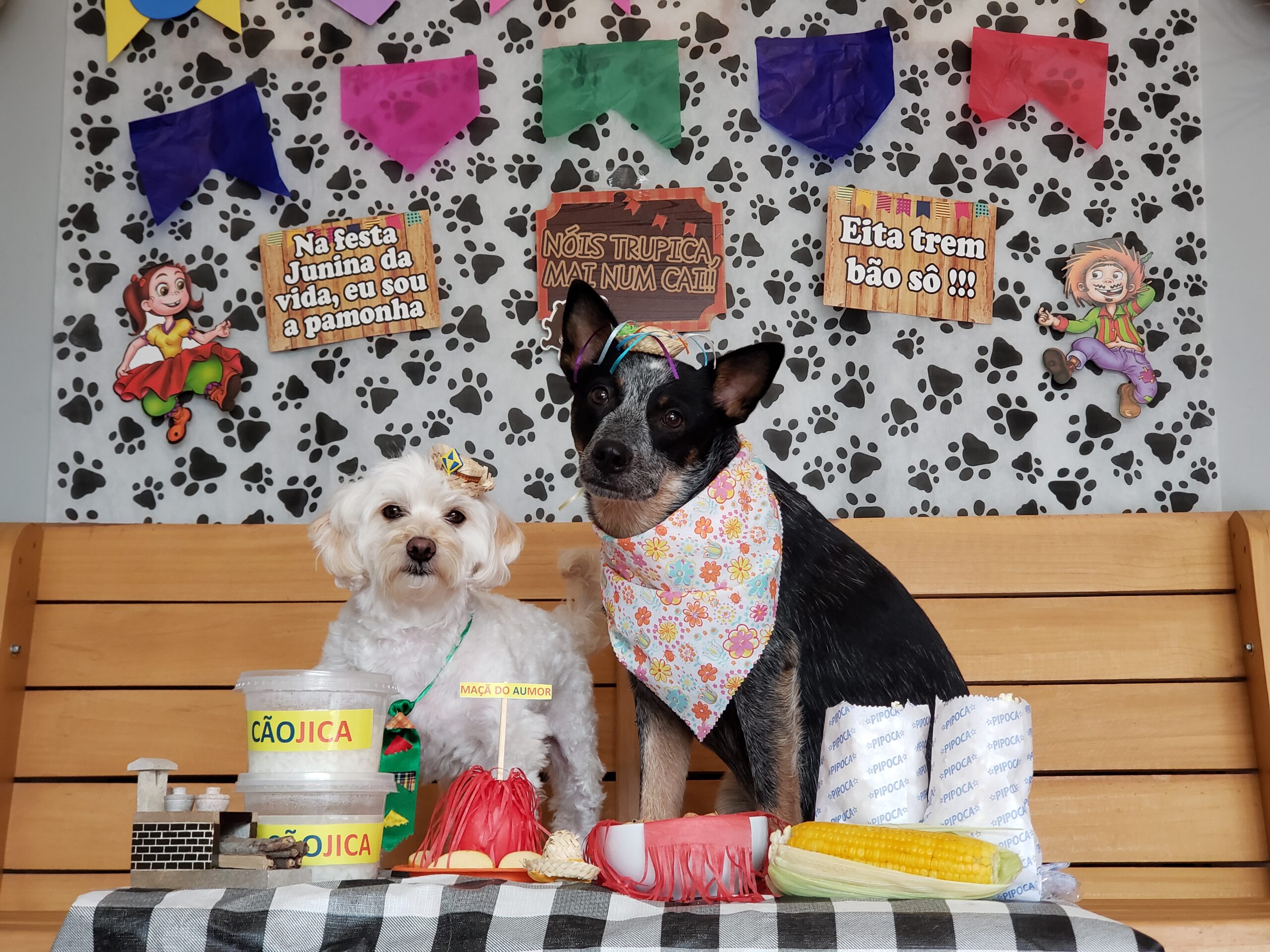 Festa Junina: Aprenda como fazer fotos temáticas com seu cachorro