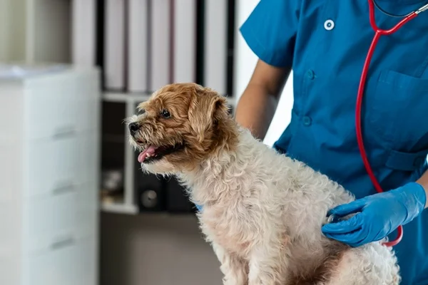 Cachorro com médico-veterinário.