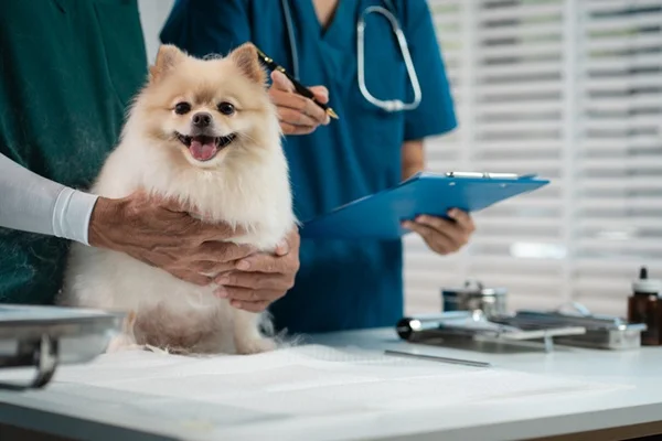 Cachorro no médico-veterinário.