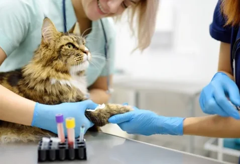 Check-up em gatos: quais exames o pet deve fazer?