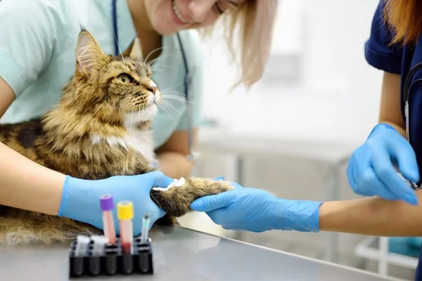 Proteção solar para cães e gatos
