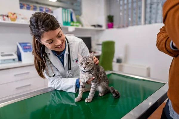 Gato fazendo check-up