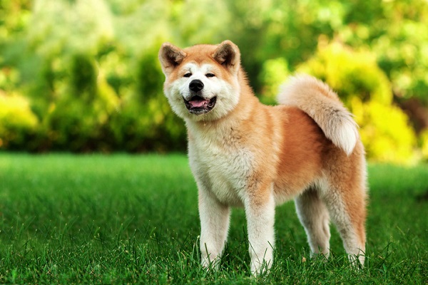 Doenças do Akita Inu: Veja as mais comuns! | Petlove