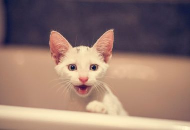 Troca de dentes em gato filhote