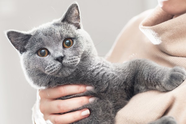 O que torna um alimento mais atrativo para os gatos?