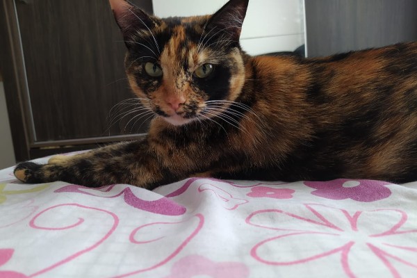 Veterinário em casa: estresse pode ter causado crise urinária em gata