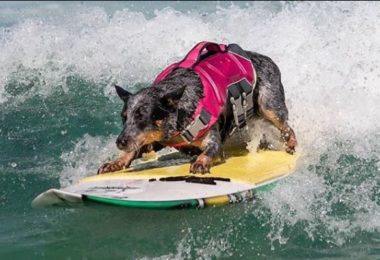 Conheça Maya, a cadela surfista, da raça Blue Heeler