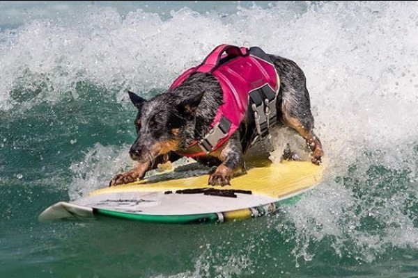 Conheça Maya, a cadela surfista, da raça Blue Heeler
