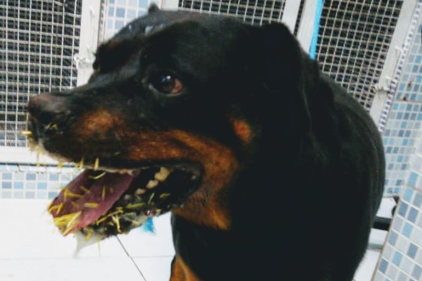 Atendimento a Rottweiler que mordeu um ouriço
