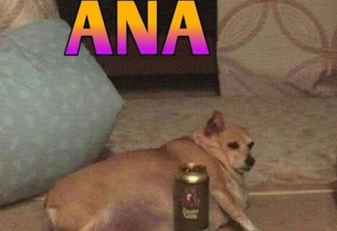 Memes de pets com nome de pessoas viralizam no Instagram