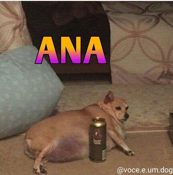 Memes de pets com nome de pessoas viralizam no Instagram