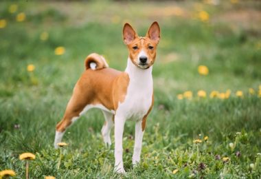 Basenji – Principais doenças