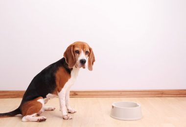 Saiba como socializar um cachorro adulto