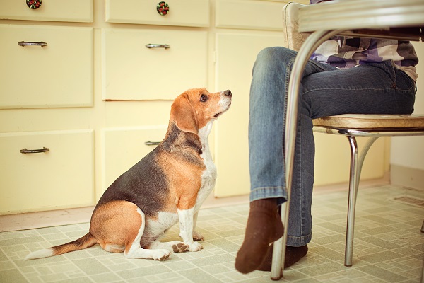 Expectativa de vida em cães castrados pode ter relação com condição corporal, segundo especialistas