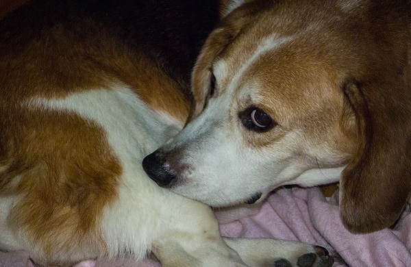 Cachorros podem ter TOC?