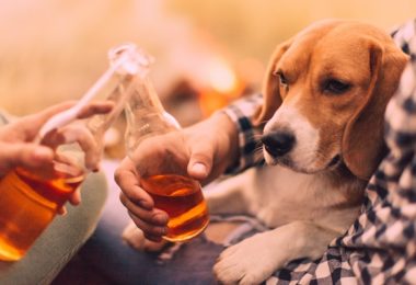 Bebida alcóolica para pets é considerado maus tratos e pode ter graves consequências