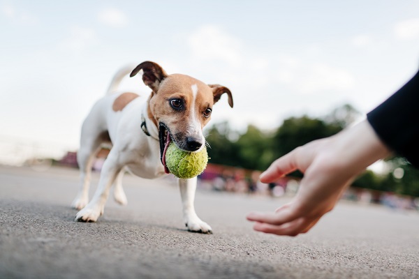 Como deixar seu cachorro mais inteligente