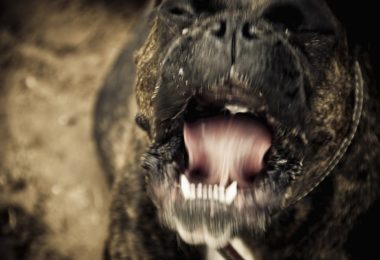 Humanos mais agressivos tendem a ter pets menos tolerantes