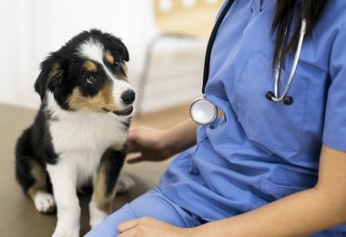 Icterícia em cães e gatos