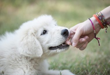 Cães jovens podem ser tão rebeldes quanto humanos adolescentes, diz estudo