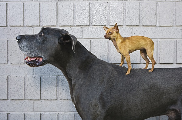 Cachorro pequeno em cima de um maior