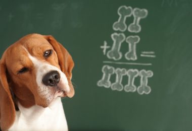 Como deixar seu cachorro mais inteligente