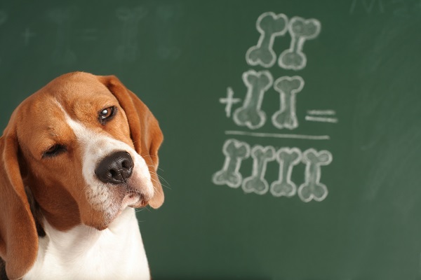 Como deixar seu cachorro mais inteligente