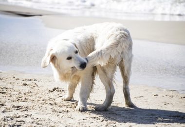 Cachorros podem ter TOC?